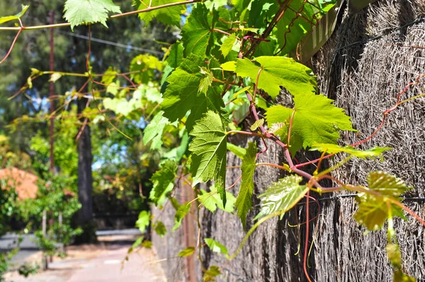 Zweig Der Weinblätter Dekorativer Weinstock Garten — Stockfoto