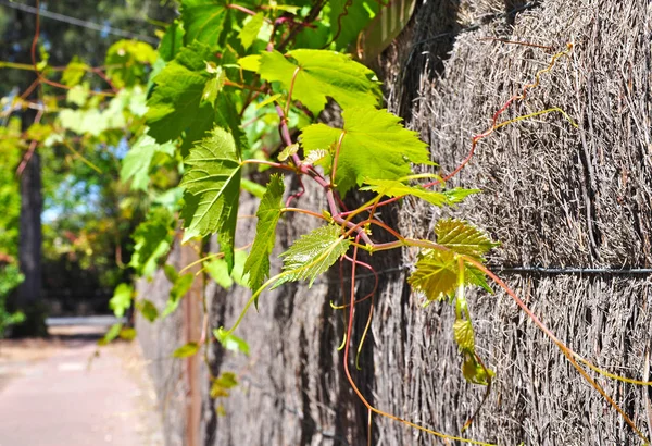 Branche Feuilles Vigne Vignes Décoratives Poussant Dans Jardin — Photo