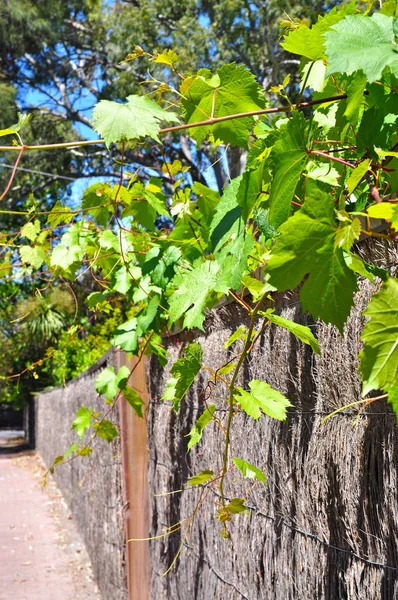 Branch Vine Leaves Decorative Vine Growing Garden — Stock Photo, Image