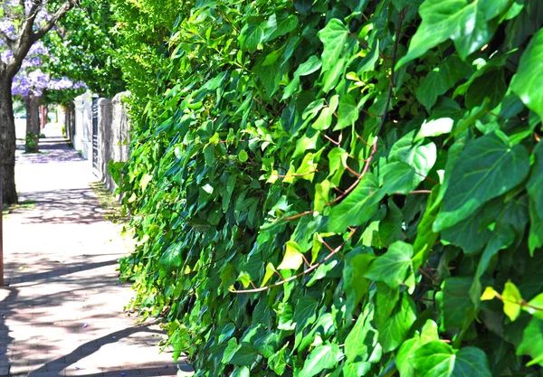 Uno Sfondo Muro Vivente Che Mostra Una Crescita Lussureggiante Piante — Foto Stock
