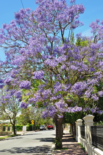 Bloei Blauwe Jacaranda Boom Adelaide Australië — Stockfoto