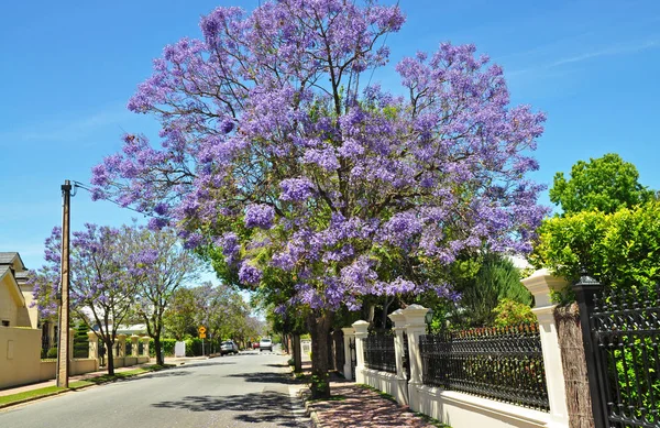 Kvetoucí Strom Jacaranda Modré Adelaide Austrálie — Stock fotografie