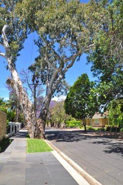 yeşil ağaçlar, küçük banliyö sokak dolu. Adelaide, Avustralya