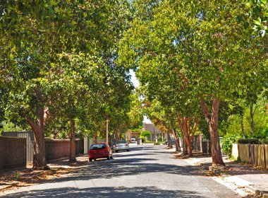 yeşil ağaçlar, küçük banliyö sokak dolu. Adelaide, Avustralya