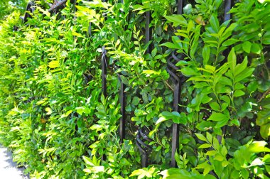 Yaşayan bir duvar böye kapsayan bitkilerin yemyeşil büyüme gösteren arka plan