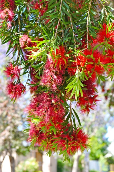 Brush tree, banksia plant with bees pollinating red flowers. Nature background
