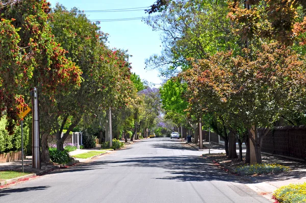 小郊区街头满是绿树 阿德莱德澳大利亚 — 图库照片