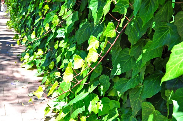 Fundo Parede Viva Mostrando Crescimento Exuberante Plantas Que Cobrem Uma — Fotografia de Stock