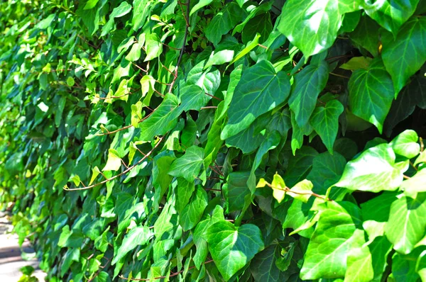 Fundo Parede Viva Mostrando Crescimento Exuberante Plantas Que Cobrem Uma — Fotografia de Stock