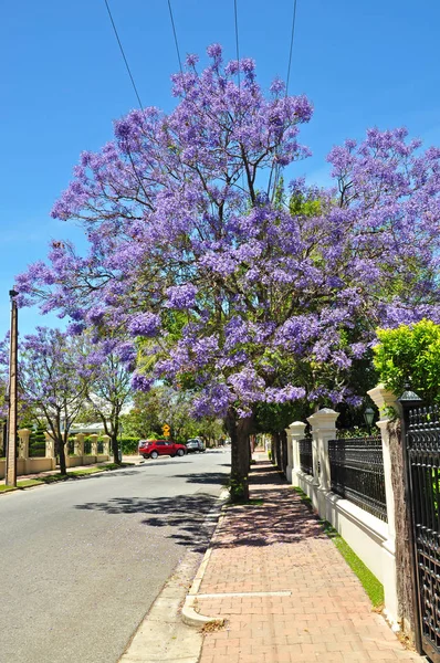 Kvetoucí Strom Jacaranda Modré Adelaide Austrálie — Stock fotografie