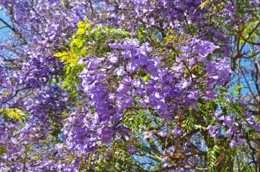 Adelaide, Avustralya mavi jakaranda ağacı çiçek açan