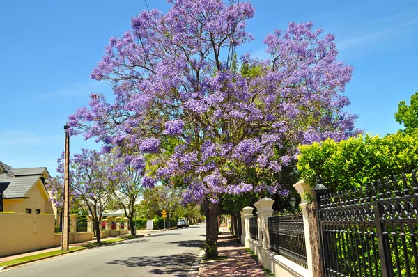 Bloei Blauwe Jacaranda Boom Adelaide Australië — Stockfoto