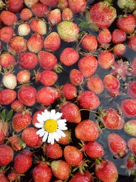 Мытье уродливой клубники в бассейне с водой — стоковое фото