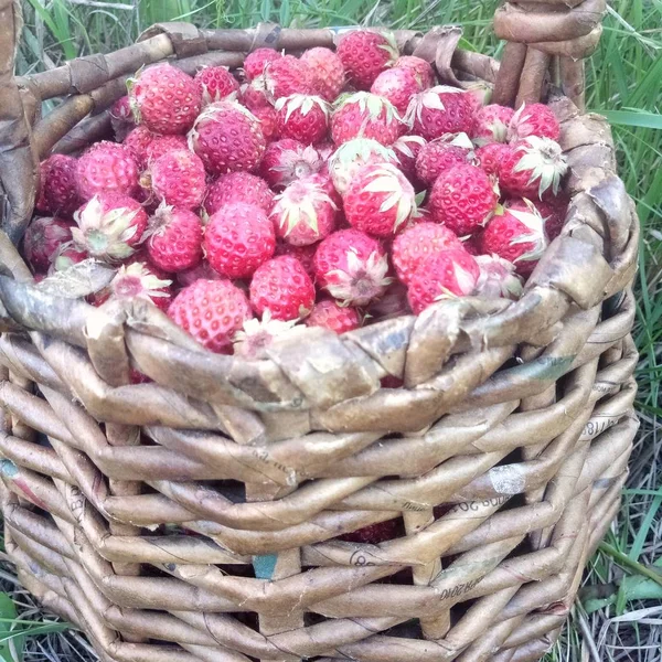 Sepet içinde Yaban çilekleri.