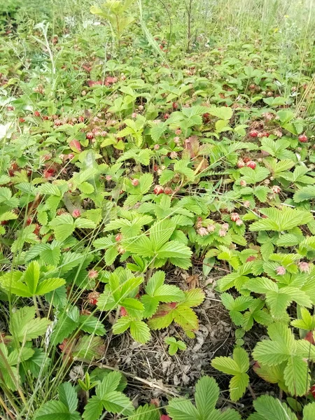 Ormandaki olgun orman yabani çilekleri.