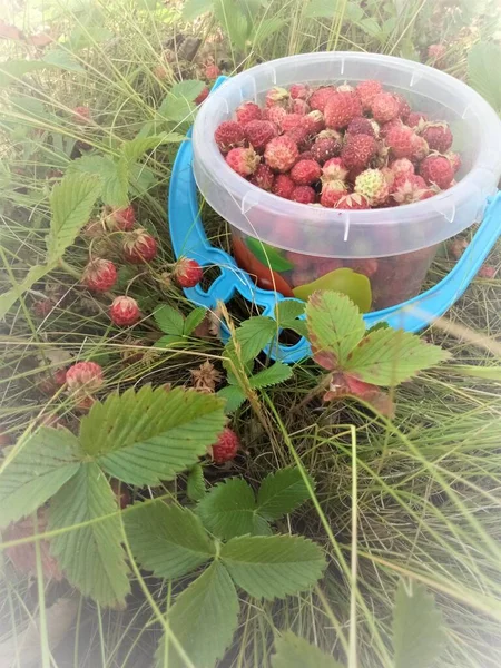 Yeşil çimlerin üzerinde kovadaki yabani çilekler