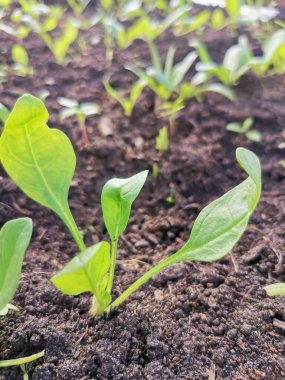 yeşil genç ıspanak seradaki yatakta filizleniyor.