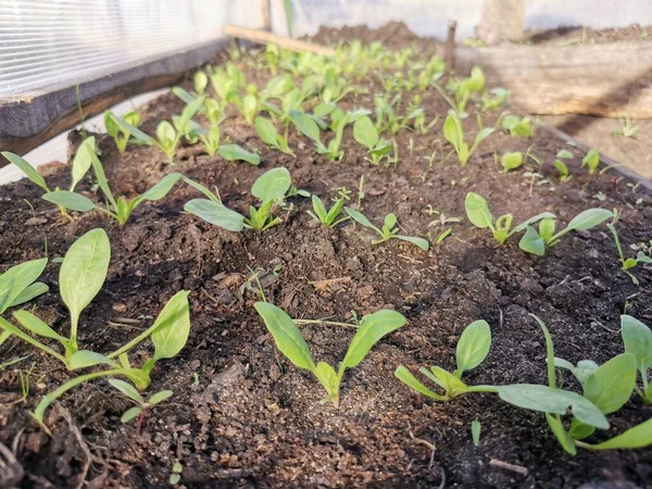 Ispanak seradaki bir yatakta filizleniyor.
