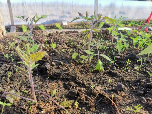 Plántulas de tomate que crecen en el suelo en invernadero — Foto de Stock