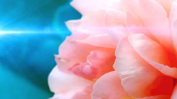 Abstrakte Romantik Hintergrund mit Rose im weichen Stil. — Stockfoto