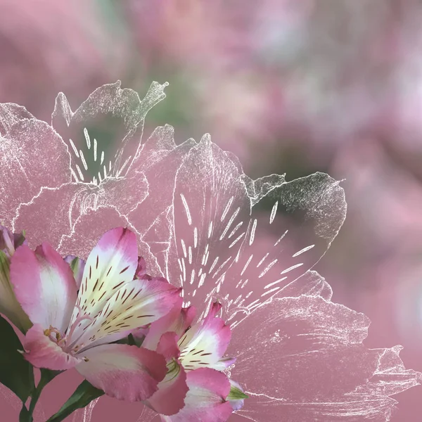 Frame with orchid flowers. — Stock Photo, Image