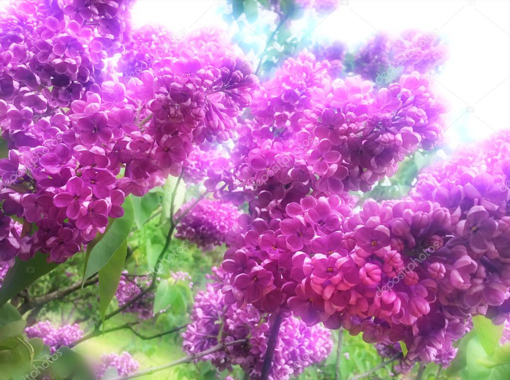 Bunch of lilac flowers. 