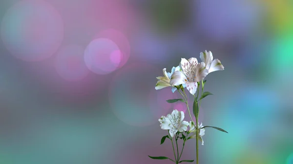 Bright background with white flowers. — Stock Photo, Image