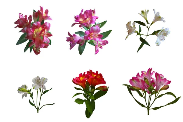 Set di fiori isolati giglio . — Foto Stock