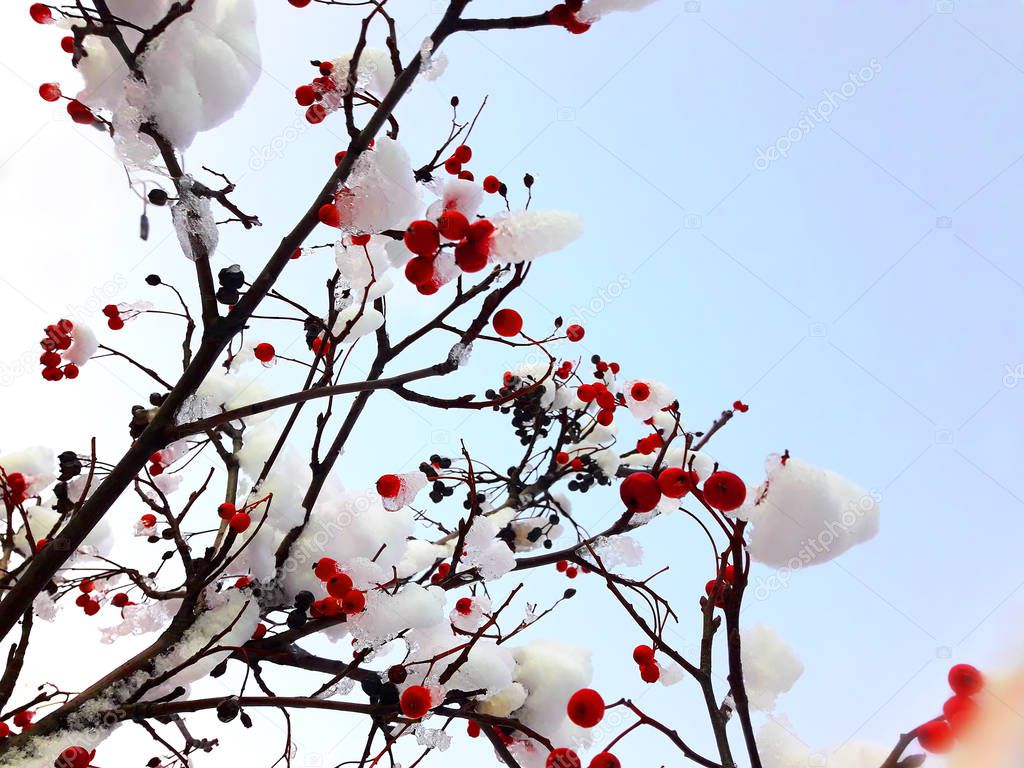 Branches with berries, covered with snow against the sky.
