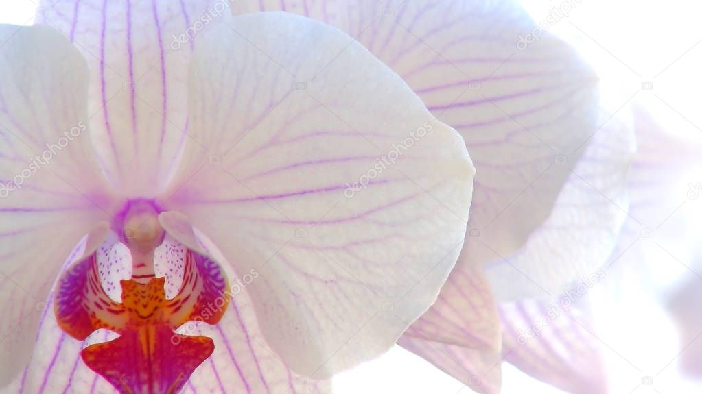 Close-up of beautiful white orchid background.