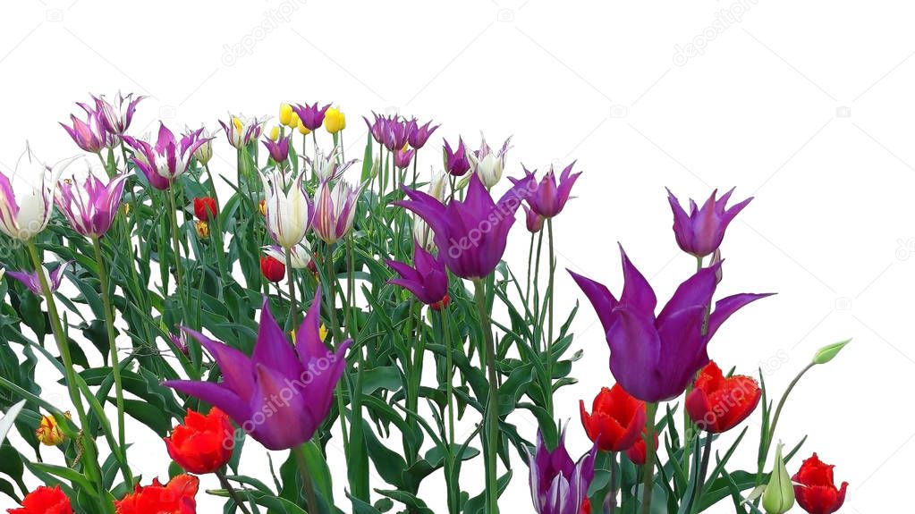 Beautiful bouquet of tulips. Isolated on white background. Amazing view of bright colorful tulips blooming in the garden at the middle of sunny spring day with green grass. 
