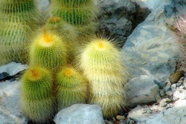 Kaktüsler ailesi. Kaktüsler ve taş ile arka plan. 