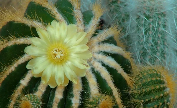 Tło Kaktus Kwitnienia Widok Góry — Zdjęcie stockowe