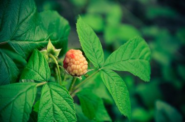 Olgun ahududu Close-Up잘 익은 라즈베리의 클로즈업