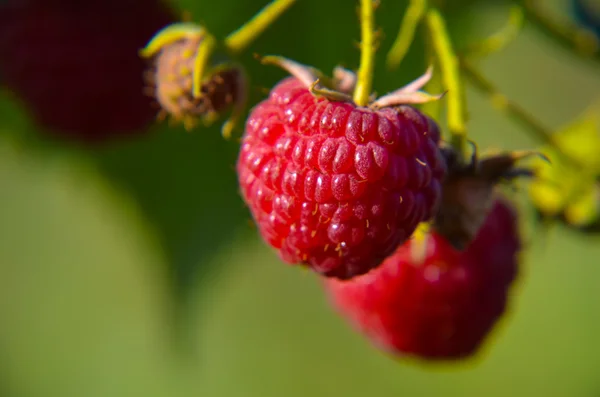 Primo piano del lampone maturo — Foto Stock