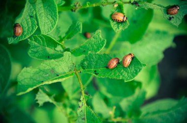 Kırmızı colorado beetle'nın larva besleme