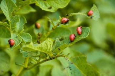 Kırmızı colorado beetle'nın larva besleme