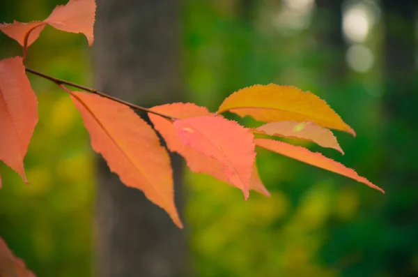 Herfst oranje bladeren op een tak — Stockfoto