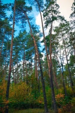 Kiev, Ukrayna güzel sonbahar park