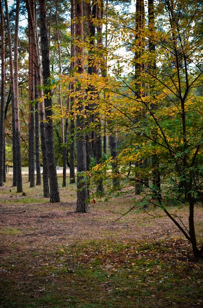 Piękny park jesień w Kijów, Ukraina — Zdjęcie stockowe