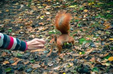 Kızıl sincap fındık elinden yemek