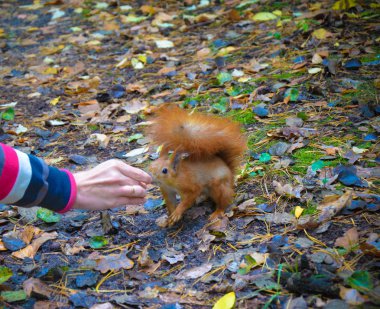 Kızıl sincap fındık elinden yemek