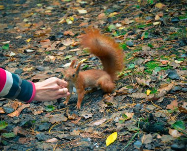 Kızıl sincap fındık elinden yemek