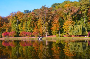 Sonbahar yaprakları, göl ve gökyüzü karşı akça ağaç dalları. Park güneşli bir günde.
