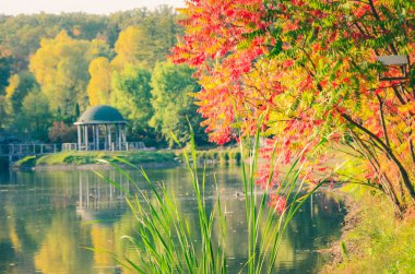 Sonbahar yaprakları, göl ve gökyüzü karşı akça ağaç dalları. Park güneşli bir günde.