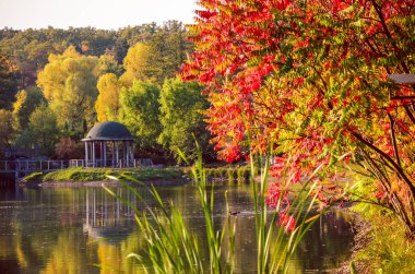 Sonbahar yaprakları, göl ve gökyüzü karşı akça ağaç dalları. Park güneşli bir günde.