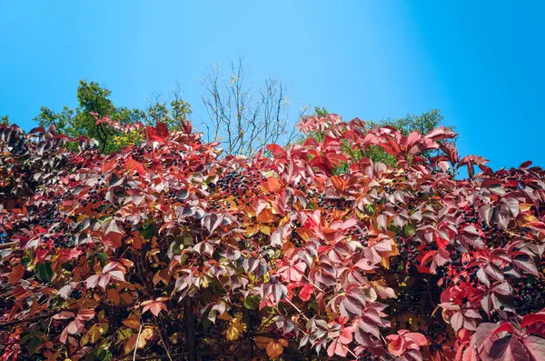 Red autumn climbing Parthenocissus leaves and berries — Stock Photo, Image