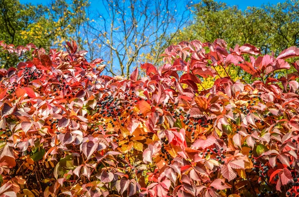 Outono vermelho escalada Partenciso folhas e bagas — Fotografia de Stock
