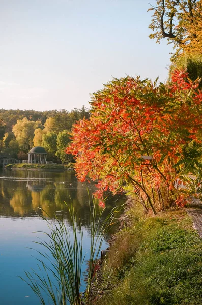 秋天的树叶, 枫树分枝靠在湖面和天空。公园里阳光明媚的日子. — 图库照片#