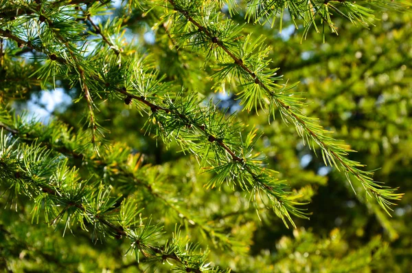 Junger Nadelbaum einer Lärche in Nahaufnahme — Stockfoto